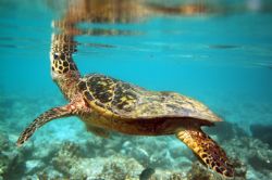 Hawksbill Turtle. I was lucky enough to spend about an ho... by Grant Kennedy 